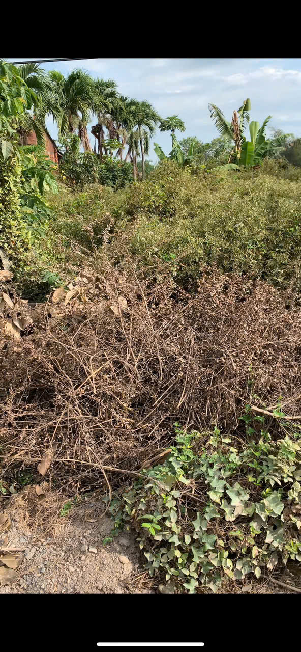  BÁN ĐẤT CHÍNH CHỦ – SỔ HỒNG RIÊNG – ĐỨC HÒA, LONG AN 