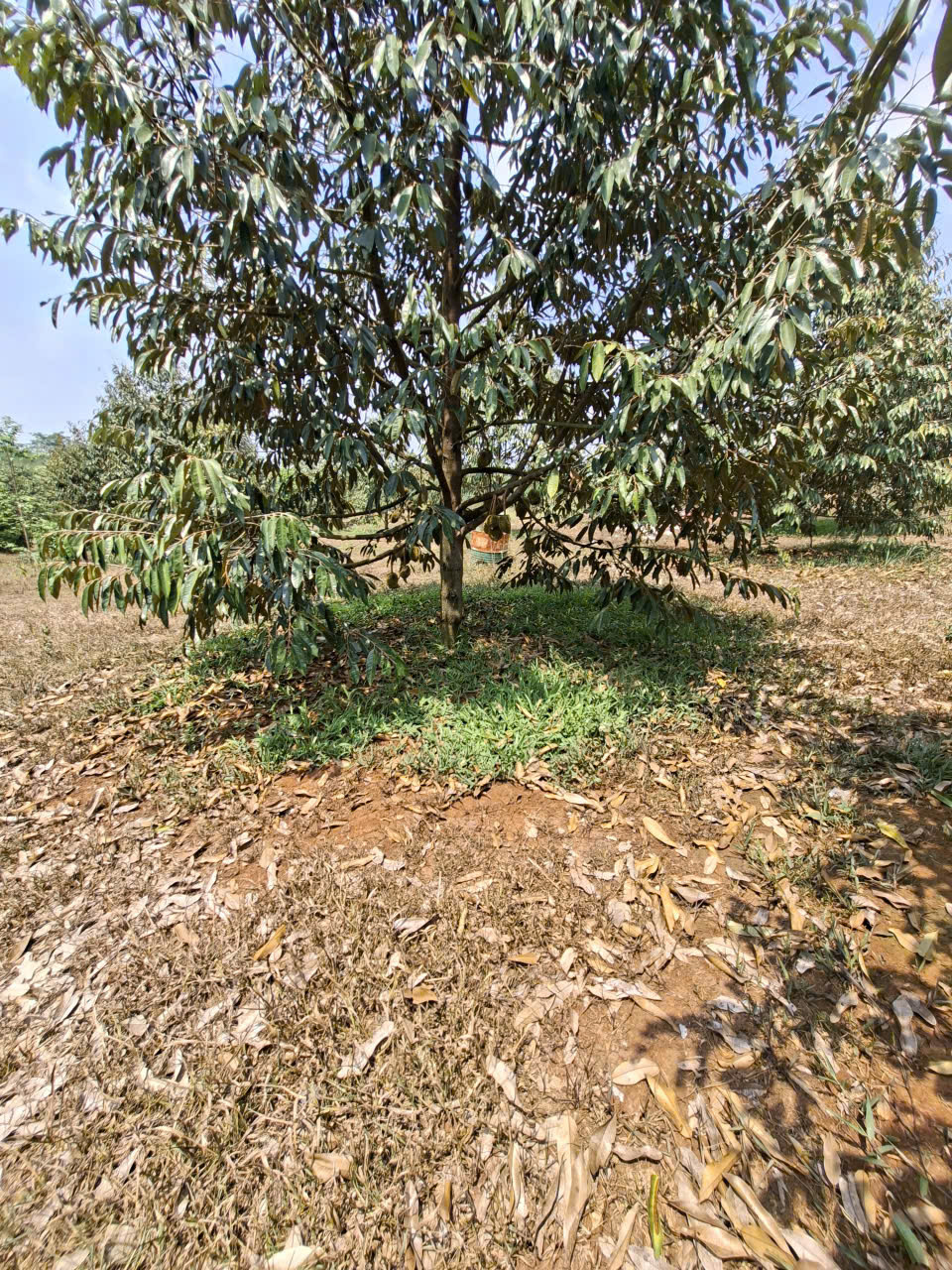  BÁN VƯỜN SẦU RIÊNG ĐẤT ĐỒNG NAI 240.TIẺU 