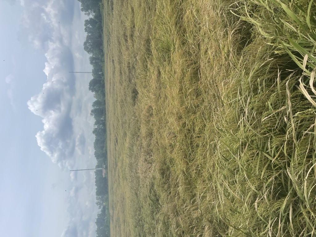  Bán gấp! Đất Đỗ Văn Dậy Tân Hiệp Hóc Môn 1ha, đầu tư sinh lời 39 tỷ. 