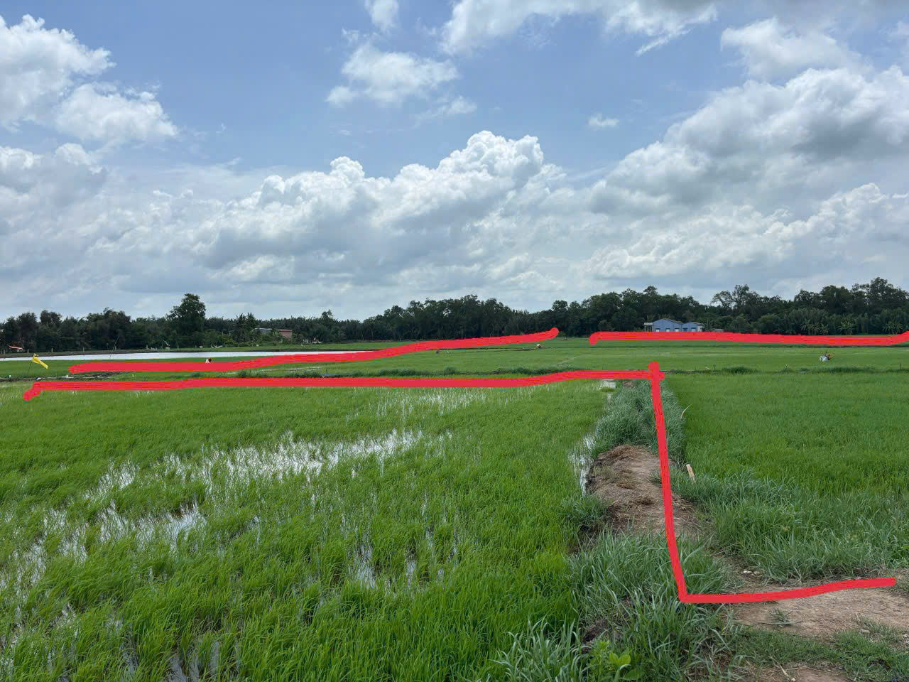  Cần Bán 3 miếng đất ruộng  liền kề ven sông tại ấp 3, xã Tân Phước Tây, huyện Tân Trụ, Long An. 