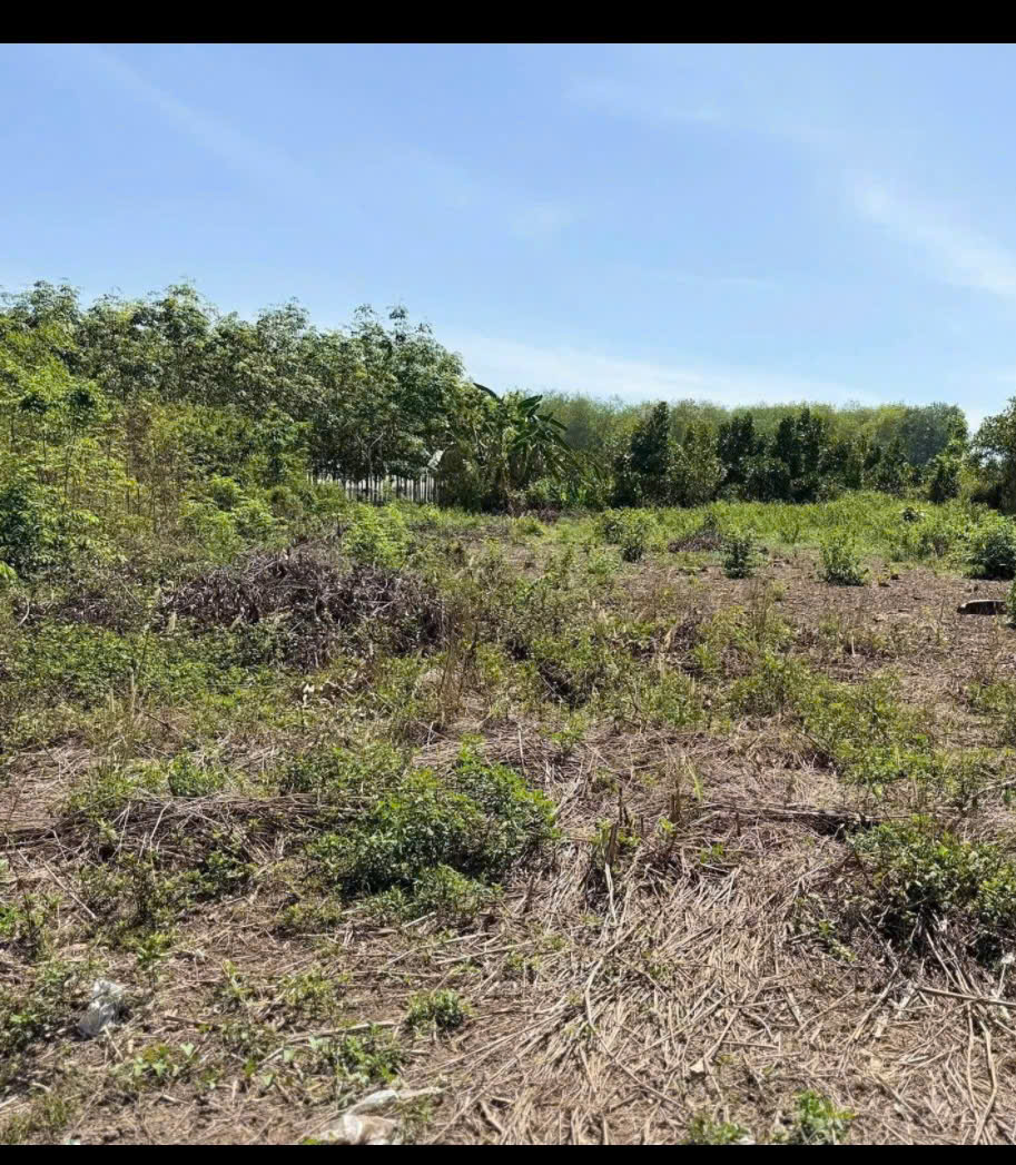  CHÍNH CHỦ CẦN TIỀN BÁN GẤP ĐẤT AN LINH, PHÚ GIÁO, BÌNH DƯƠNG – 1.334M², CÓ 150M² THỔ CƯ, GIÁ CHỈ 1 TỶ 580 