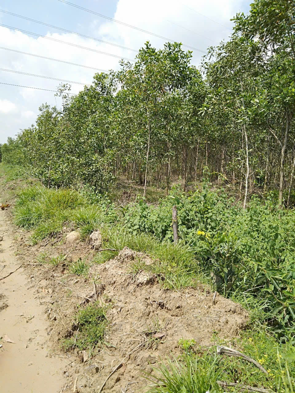  Bán Đất Nông Nghiệp Diện Tích Lớn Gần 10ha Tại Tân Lập – Hàm Thuận Nam 