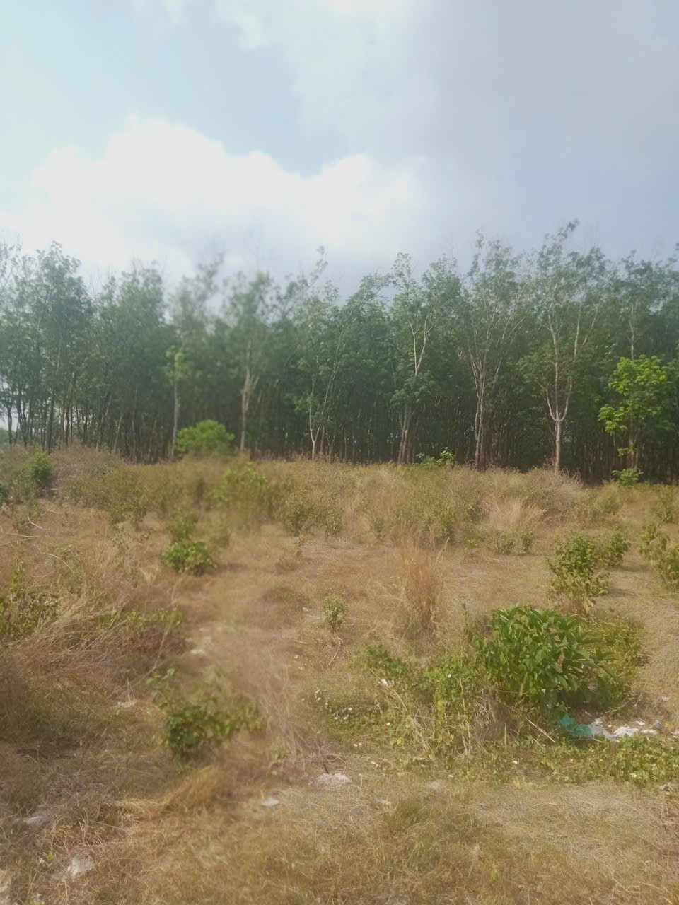  ĐẤT ĐẸP GIÁ TỐT – CHÍNH CHỦ CẦN BÁN 3 LÔ ĐẤT Liền Kề Thôn 7, Xã Long Bình, H. Phú Riềng, Bình Phước. 