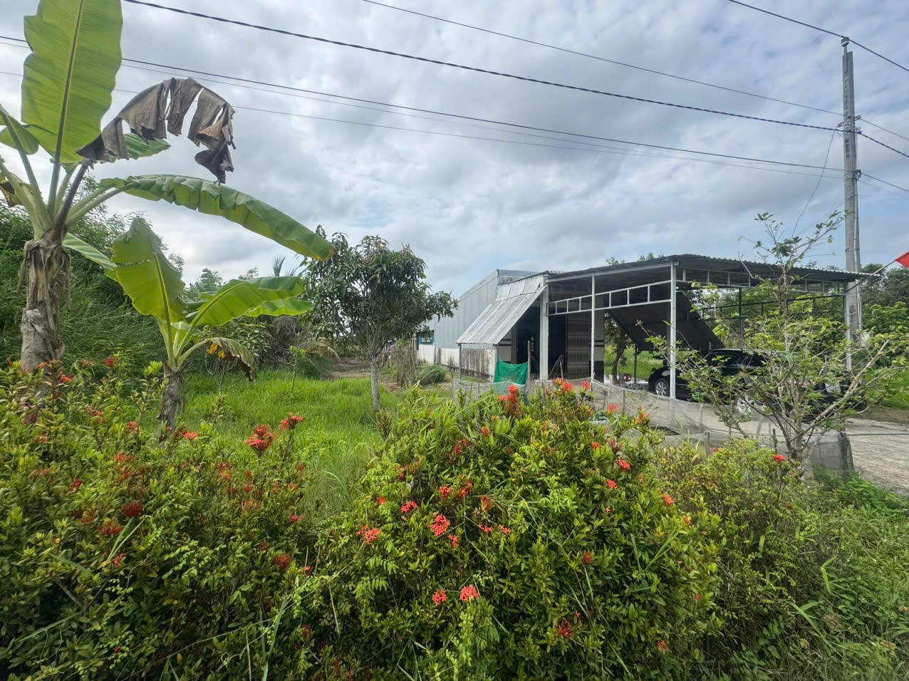  BÁN 15000M2 ĐẤT NÔNG NGHIỆP CÓ SẴN NHÀ PHÙ HỢP NGHỈ DƯỠNG  Xã Khánh An,  U Minh, Cà Mau 