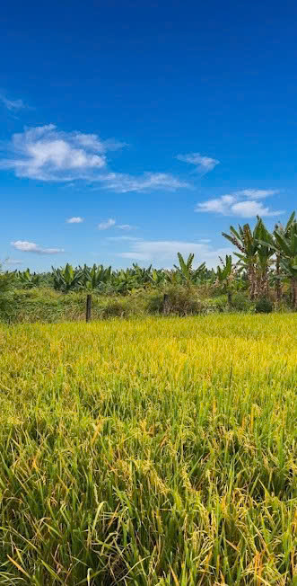  ĐẤT – KV CHÂU PHA PHÚ MỸ, GẦN KỀ KCN CHÂU ĐỨC 