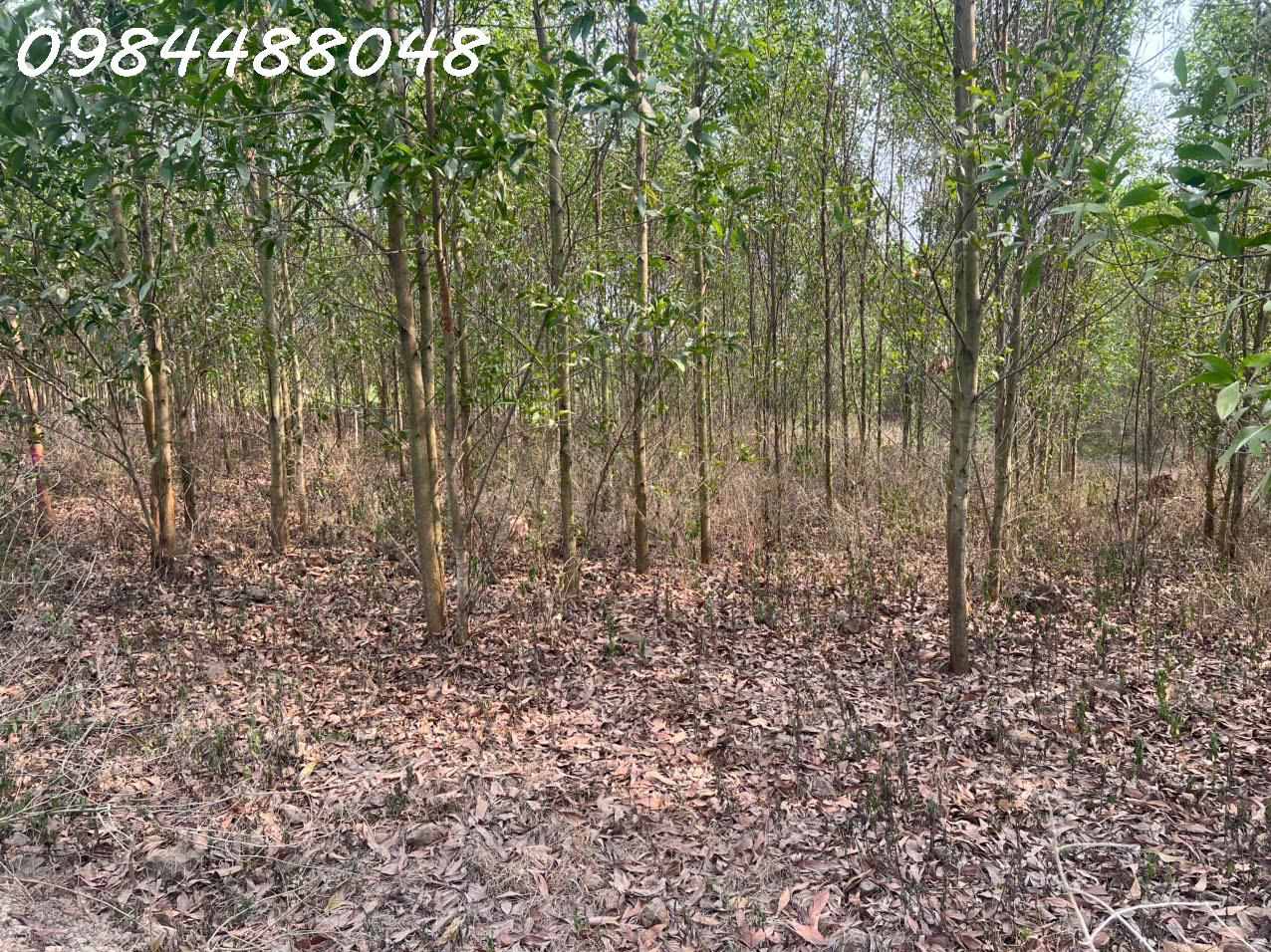  Bán đất vườn 8600m2 tại Xuân thành, Đồng Nai. Giá chỉ 3.2 tỷ. Lh: 0984488048 