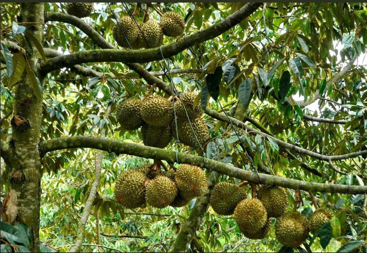  CHỦ NGỘP KO ĐÂU RẺ HƠN ĐẤT TRẢNG BÀNG 3 MẪU SẦU RIÊNG 