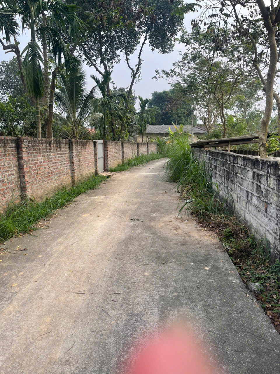  BÁN ĐẤT VƯỜN GIÁ RẺ – TIỀM NĂNG ĐẦU TƯ CAO TẠI TAM DƯƠNG 