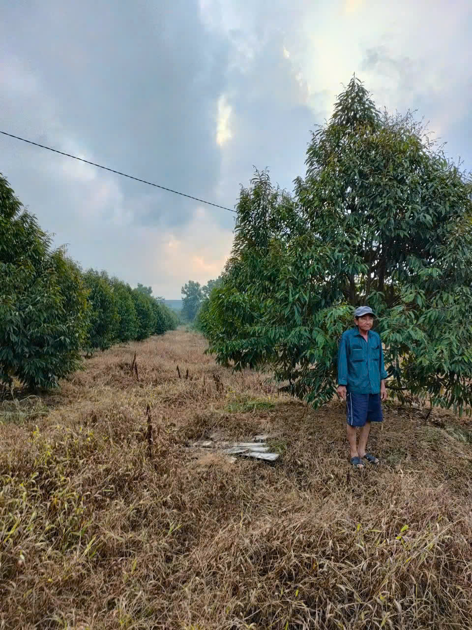  BÁN GẤP VƯỜN SẦU RIÊNG 10HA – ĐANG KHAI THÁC, CÓ THU NHẬP NGAY - Huyện Định Quán,Tỉnh Đồng Nai 
