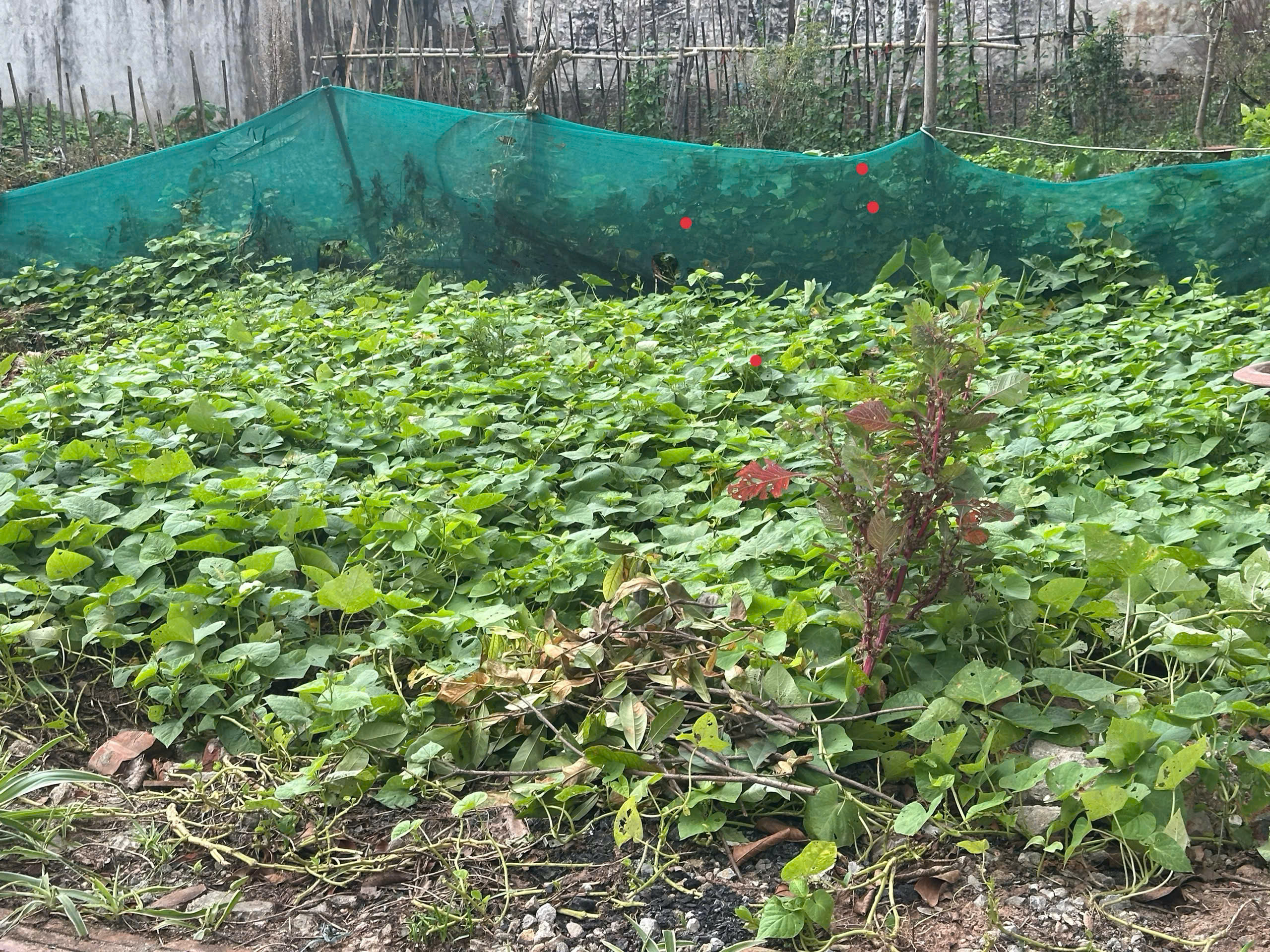  BÁN ĐẤT DƯƠNG QUANG GIA LÂM DT 45M2 GẦN Ô TÔ TRƯỜNG HỌC CÁC CẤP PHÂN KHÚC HỮU HẠN NHỈNH 2 TỶ 