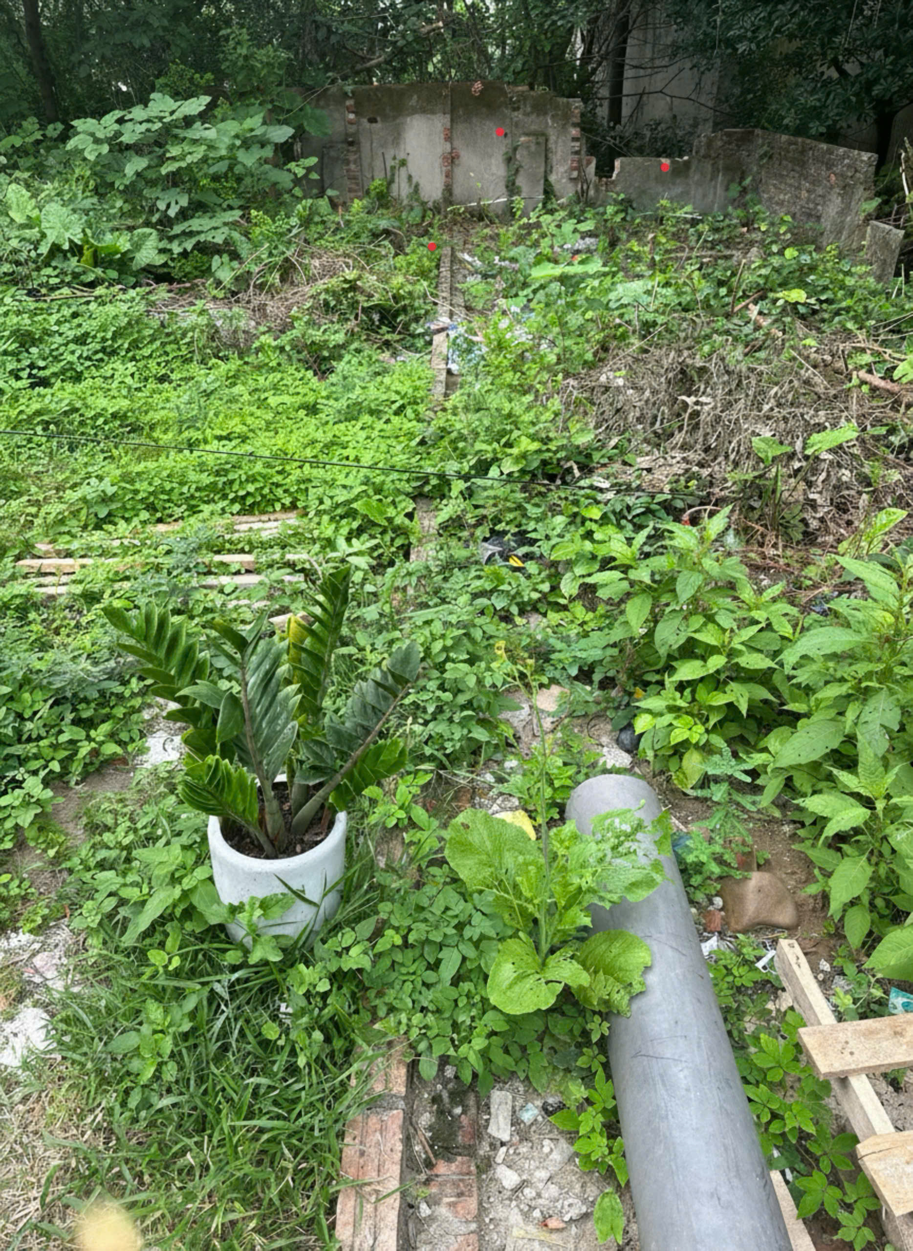  Bán đất Dương Đức Hiền Gia Lâm DT 42m2 sáng đưa con học chiều vài bước ra chợ Dòng tiền nhỏ ở sướng 