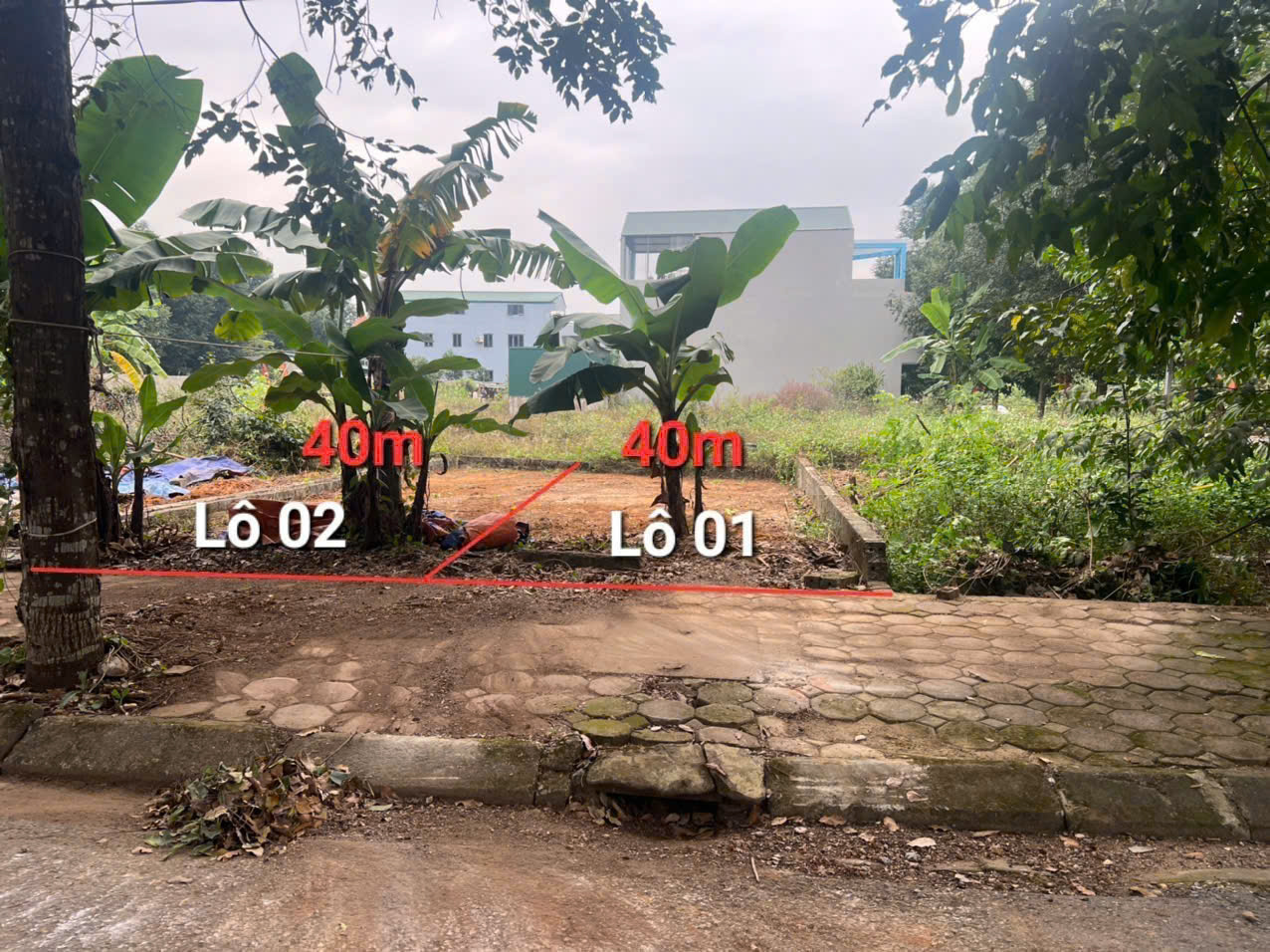  2 LÔ HOA HẬU TĐC ĐHQG HOÀ LẠC 