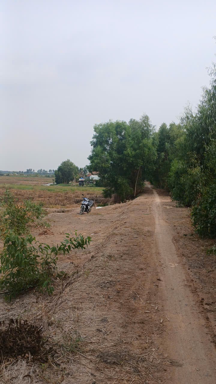  ĐẤT  ĐẸP – GIÁ TỐT  – CHÍNH CHỦ CẦN BÁN GẤP ĐẤT TẠI  Ấp Đình, xã Thạnh Phước, Huyện Thạnh Hóa, Tỉnh Long An 