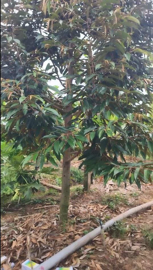  Bán đất 16 công sầu riêng Sổ Hồng tại Tân Dương, Huyện Lộ 1, Đồng Tháp. 